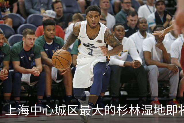 上海中心城区最大的杉林湿地即将进入最佳观赏期，记者实探